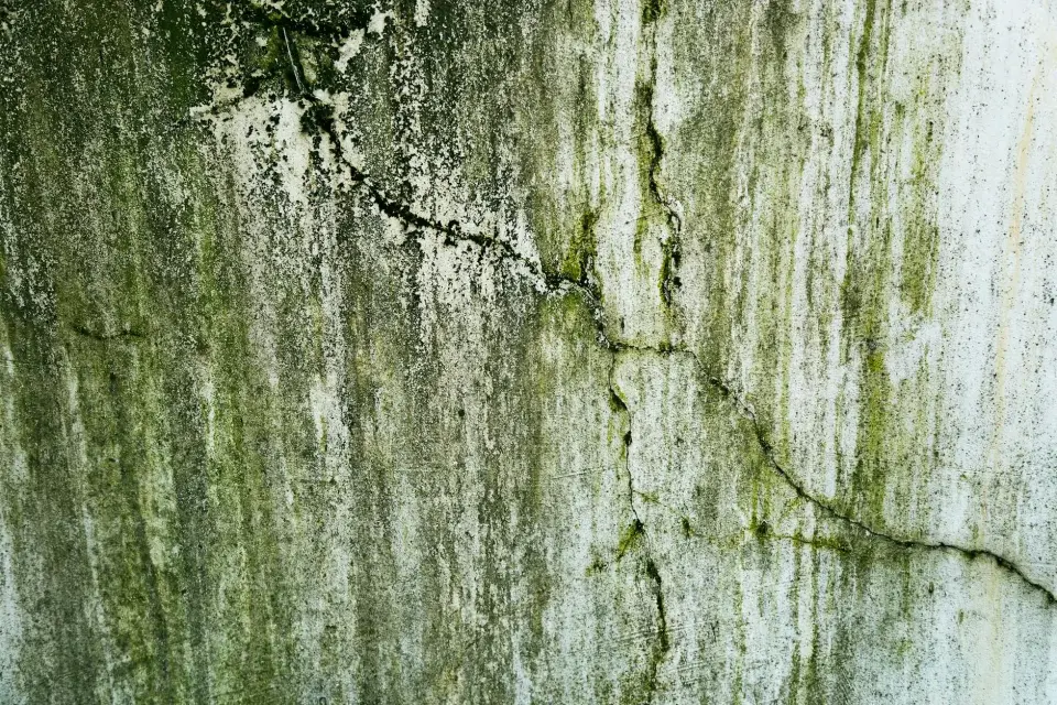 Our Story: Dedicated to Mold-Free Homes in Delaware
